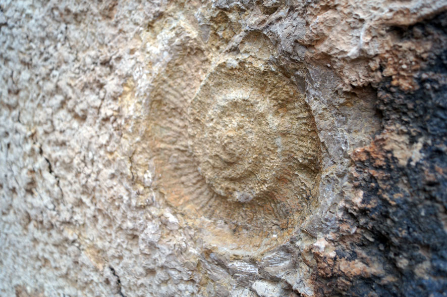 Un fósil en el Caminito del Rey