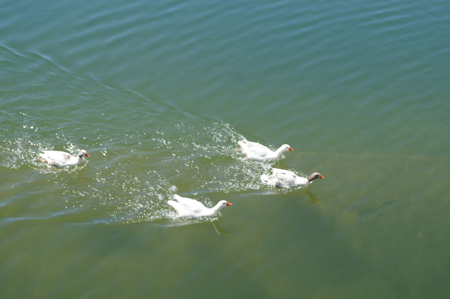 Aves en el embalse Conde de Guadalhorce.